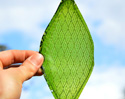 ล้ำหน้าอีกขั้น ใบไม้เทียม ผลิตออกซิเจนได้แล้ว 