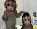 นักวิทย์จีนโคลนนิ่งลิงสำเร็จเป็นครั้งแรกของโลก จุดประกายความหวังใหม่ในการโคลนนิ่งมนุษย์