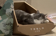 Tesla จีน เอาใจทาสแมว เปิดขายที่นอนแมวกล่องกระดาษ ดีไซน์กระบะไฟฟ้า Cybertruck ราคา 450.-