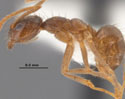 Raspberry crazy ant มดสุดแสบ ชอบกัดกินวงจรอิเล็กทรอนิกส์